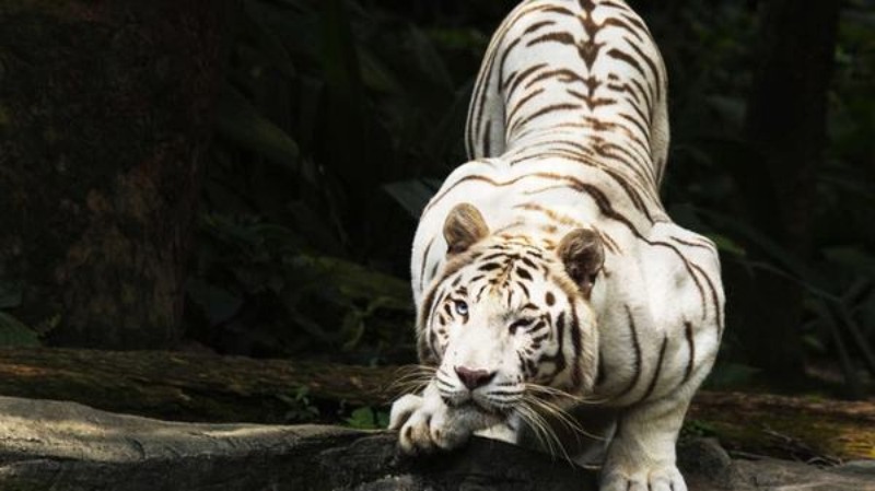 Ngủ mộng thấy bị con hổ trắng đuổi theo
