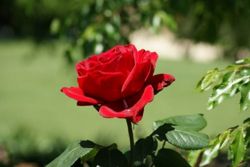 Chiêm bao thấy hoa hồng chính là dấu hiệu tốt lành, may mắn