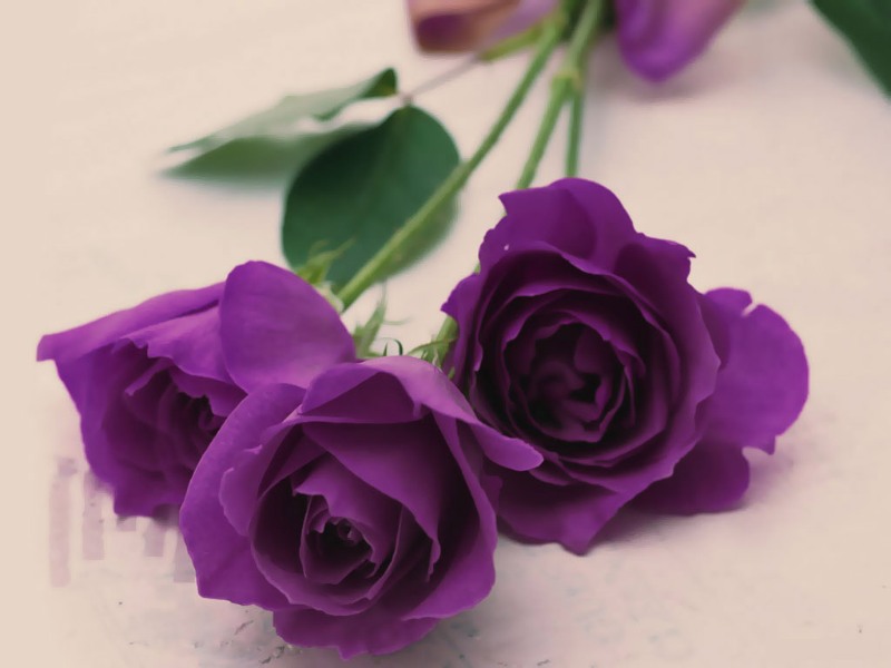 Mơ thấy mình đi mua hoa hồng màu tím tặng cho người khác