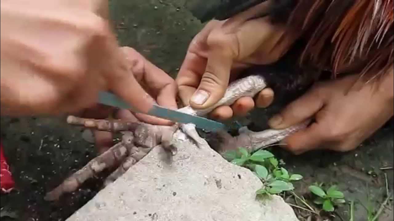 Cách cắt cựa cho gà chọi bằng cưa